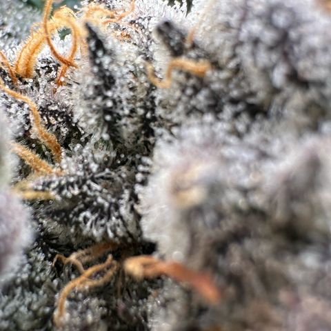 CxLAZ #31 58.75g growlog timeline photo