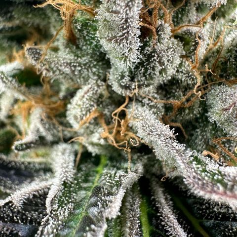 CxLAZ #14 53.59g growlog timeline photo