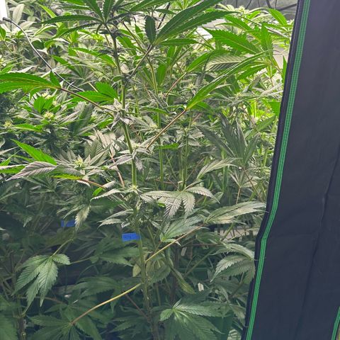 MiscxLAZ #29 C growlog timeline photo