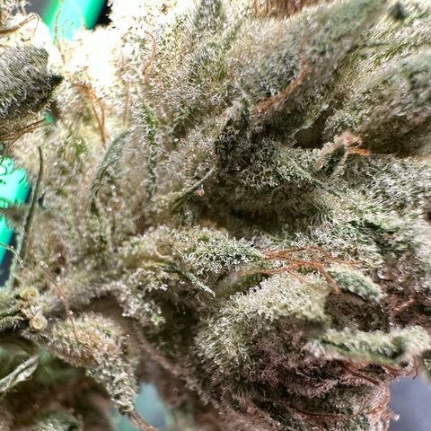 CxLAZ #06 growlog timeline photo