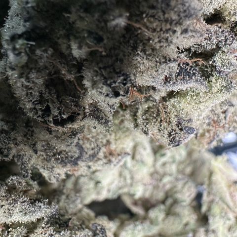 Misc x (LA Kush x Zkittles) #29 25.69g growlog timeline photo