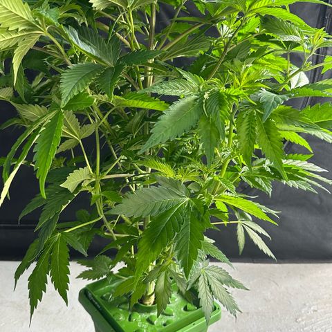 Fuel D.OG #1 Female 47.36g growlog timeline photo