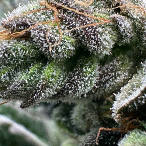 Misc x (LA Kush x Zkittles) #23 28.19g growlog timeline photo