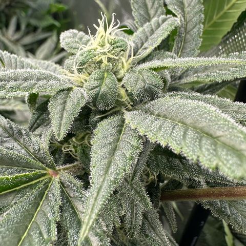 MiscxLAZ #08 C #1 growlog timeline photo