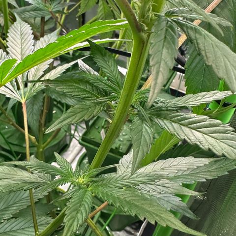 MiscxLAZ #29 C growlog timeline photo