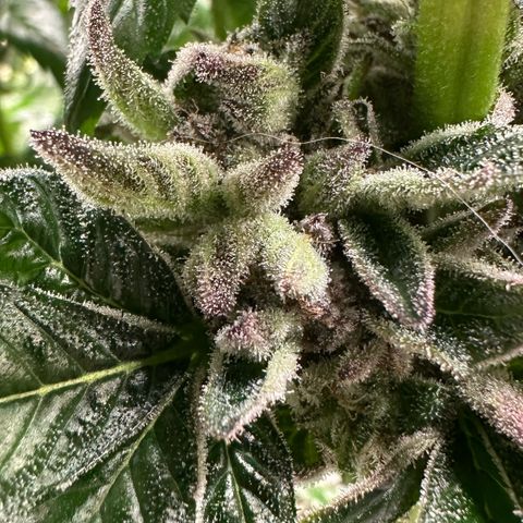 Misc x (LA Kush x Zkittles) #35 28.55g growlog timeline photo