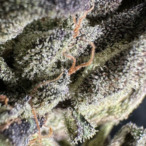 Misc x (LA Kush x Zkittles) #33 19.08g growlog photo: Moved to plastic bag