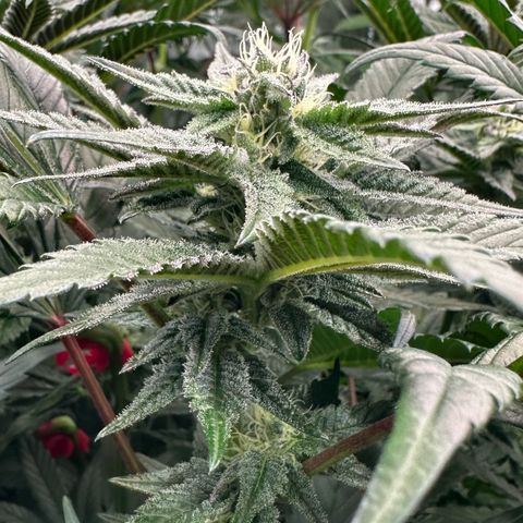 MiscxLAZ #22 C 42.33g growlog timeline photo