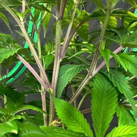 MiscxLAZ #26 C #2 growlog timeline photo
