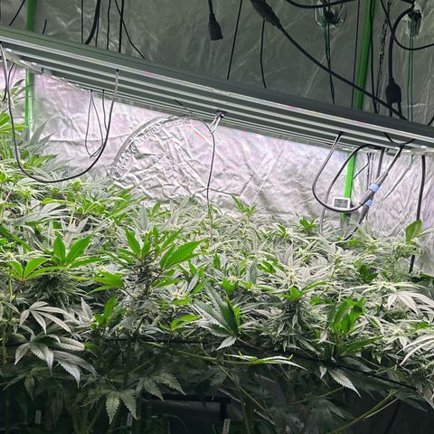 Fuel D.OG #1 Female 47.36g growlog timeline photo