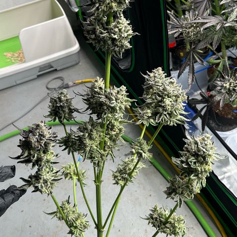 CxLAZ #24 37.13g growlog photo: Harvest day