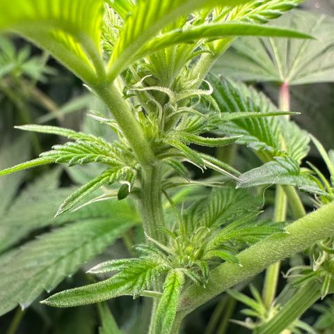MiscxLAZ #37 C growlog timeline photo