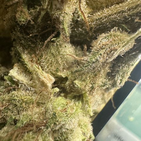 CxLAZ #15 52g growlog photo: Trim and put in grove bag, kind of dry.