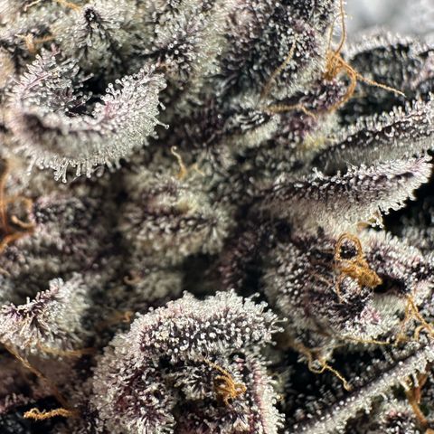 Misc x (LA Kush x Zkittles) #22 34.14g growlog timeline photo