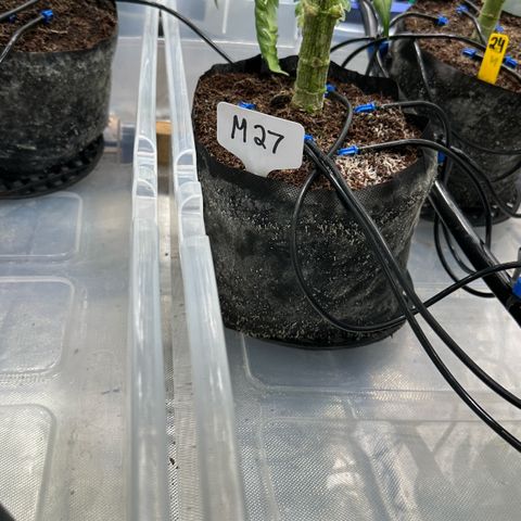 Misc x (LA Kush x Zkittles) #27 33.12g growlog timeline photo