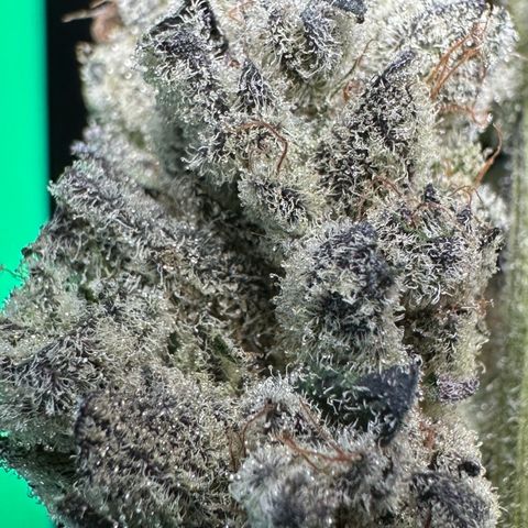 Misc x (LA Kush x Zkittles) #29 25.69g growlog timeline photo