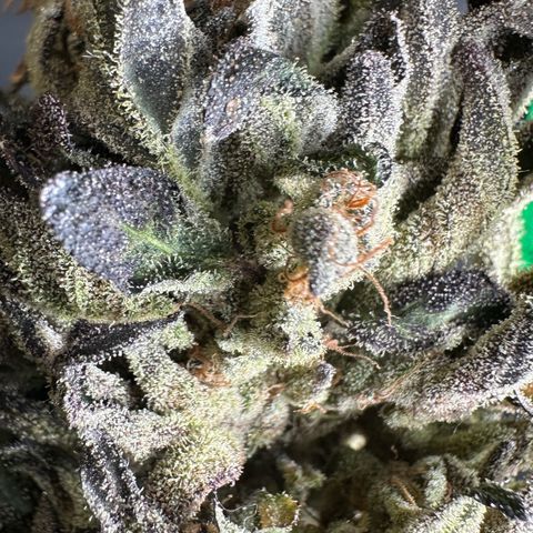Misc x (LA Kush x Zkittles) #33 19.08g growlog photo: Moved to plastic bag