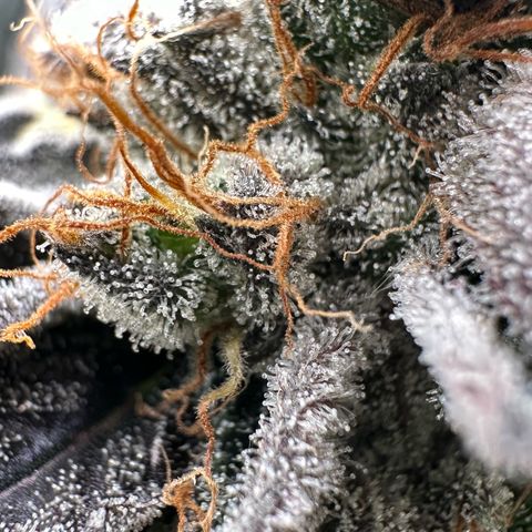 CxLAZ #11 50.28g growlog timeline photo
