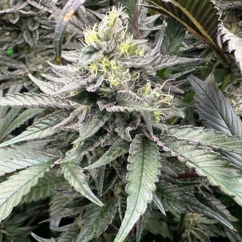 CxLAZ #03 C #1 58.58g growlog timeline photo