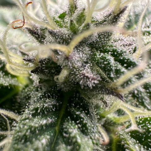 CxLAZ #03 C #1 58.58g growlog timeline photo