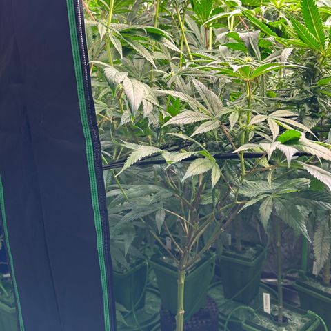 MiscxLAZ #26 C #1 47.15g growlog timeline photo