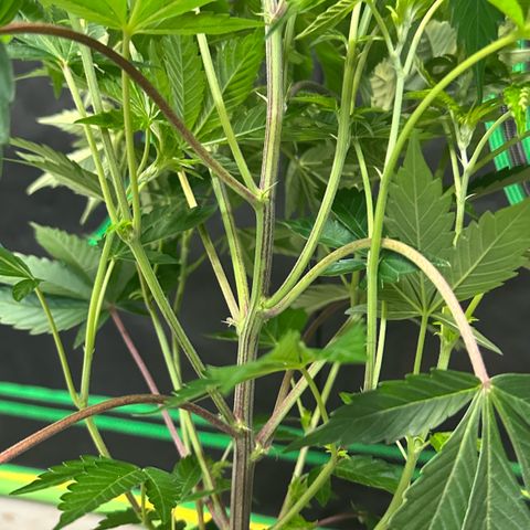 MiscxLAZ #37 C growlog photo: Transplanted into 1gal