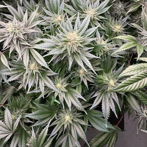 Fuel D.OG #1 Female 47.36g growlog timeline photo