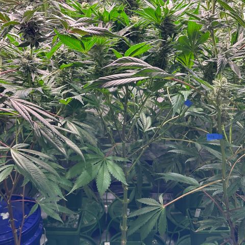Fuel D.OG #1 Female 47.36g growlog timeline photo