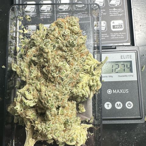 CxLAZ #15 52g growlog photo: Trim and put in grove bag, kind of dry.