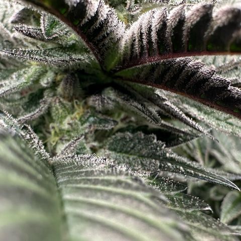 MiscxLAZ #22 C 42.33g growlog timeline photo