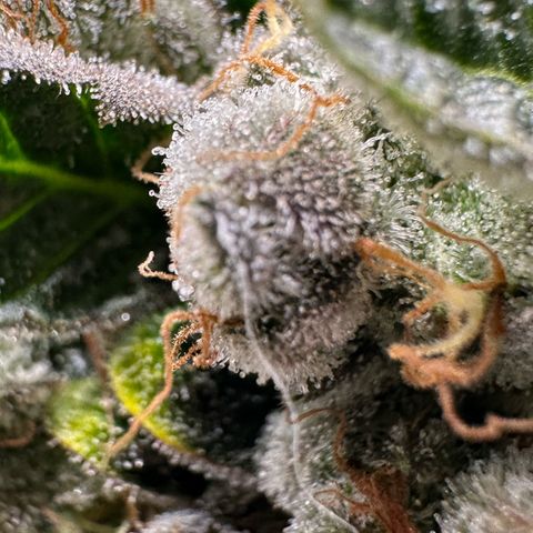 CxLAZ #06 growlog timeline photo