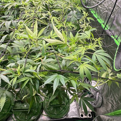 MiscxLAZ #08 C #1 growlog timeline photo