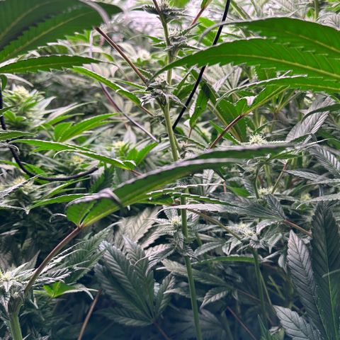 MiscxLAZ #29 C growlog timeline photo