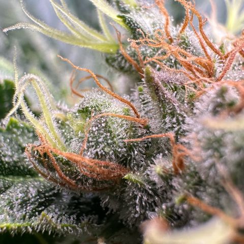 Fuel D.OG #1 Female 47.36g growlog timeline photo