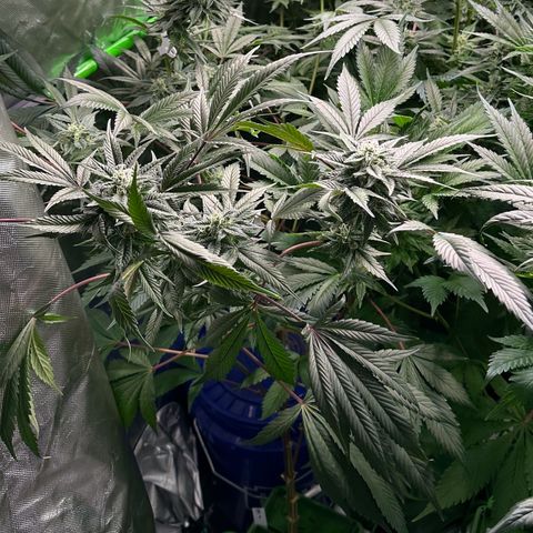 CxLAZ #03 C #1 58.58g growlog timeline photo