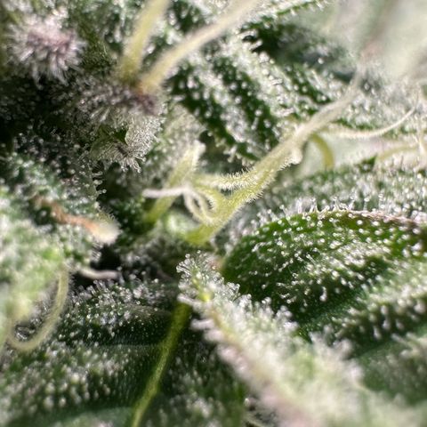 CxLAZ #03 C #1 58.58g growlog timeline photo