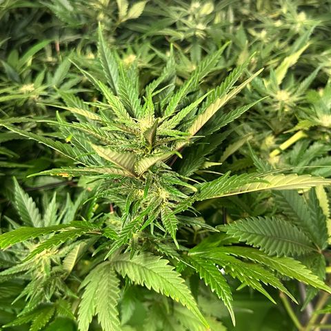 Fuel D.OG #1 Female 47.36g growlog timeline photo