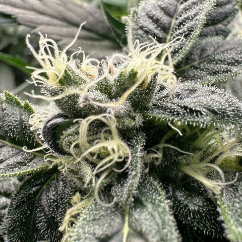 MiscxLAZ #08 C #1 growlog timeline photo
