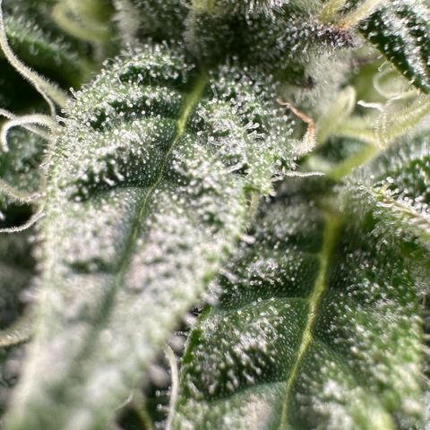 CxLAZ #03 C #1 58.58g growlog timeline photo