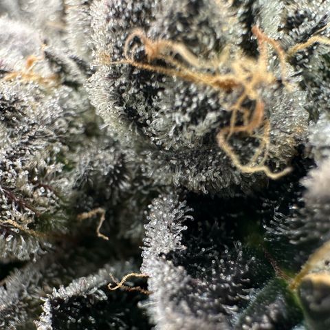 CxLAZ #16 50.72g growlog timeline photo