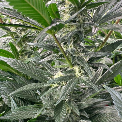 Fuel D.OG #2 Female 49.44g M growlog timeline photo