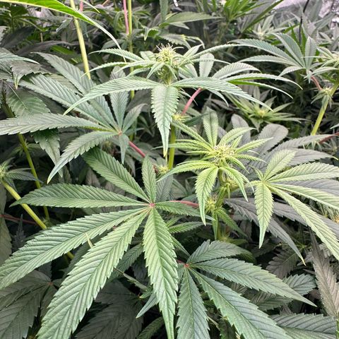 MiscxLAZ #26 C #1 47.15g growlog timeline photo