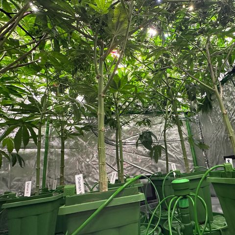 Fuel D.OG #1 Female 47.36g growlog timeline photo