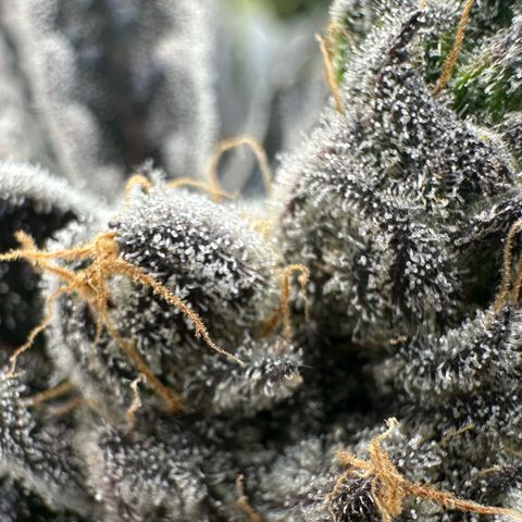 CxLAZ #16 50.72g growlog timeline photo