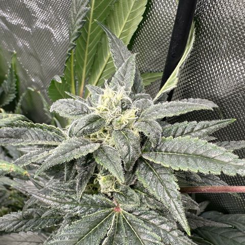 MiscxLAZ #08 C #1 growlog timeline photo