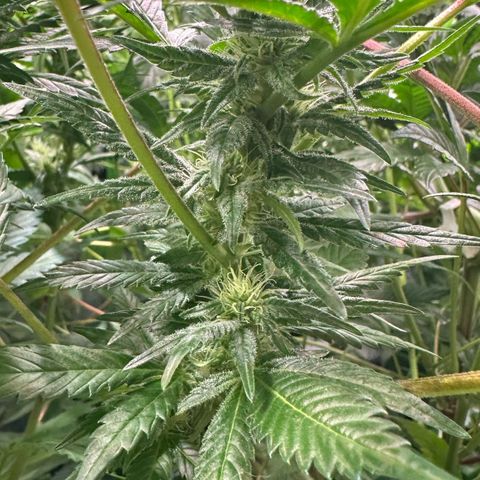 Fuel D.OG #1 Female 47.36g growlog timeline photo