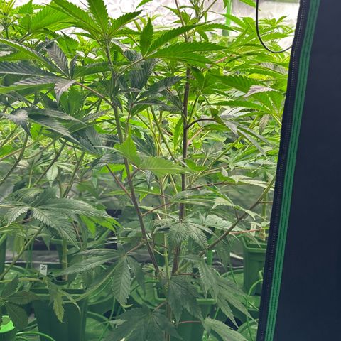 MiscxLAZ #29 C growlog timeline photo