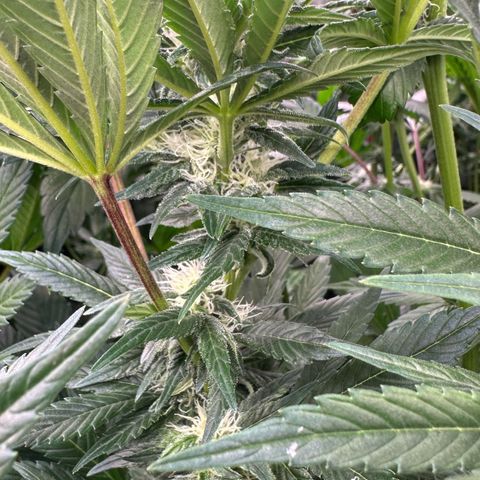 Fuel D.OG #2 Female 49.44g M growlog timeline photo