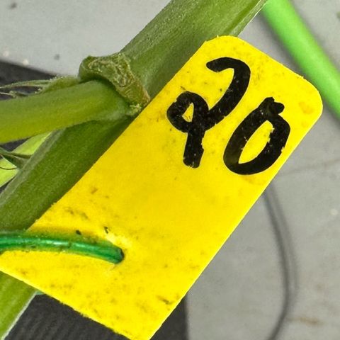 CxLAZ #20 13.7g growlog photo: Harvest day