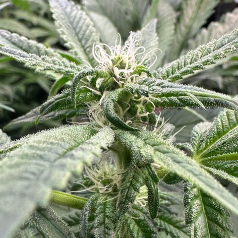 CxLAZ #31 C growlog timeline photo